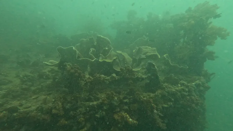 Before: a coral reef with a strong green colour cast
