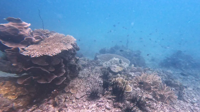 After: the same reef with Red Sea Redemption colour correction at 150%
