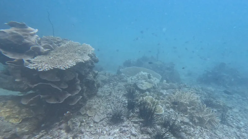 Before: a coral reef and sea urchins in blue-tinted water